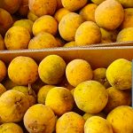 AvanteSantol
