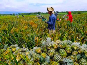 Pineapple-Workers