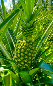 PineapplePlant