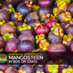 product-template-mangosteen2