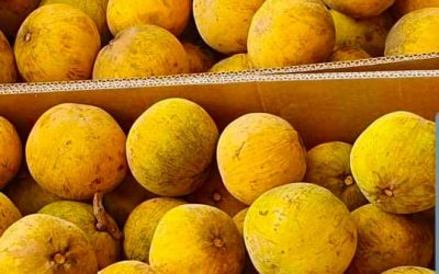 AvanteSantol