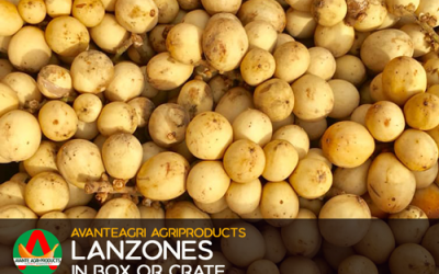 product-template-lanzones2